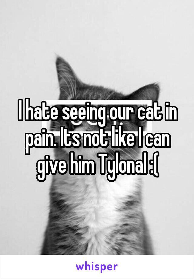 I hate seeing our cat in pain. Its not like I can give him Tylonal :(