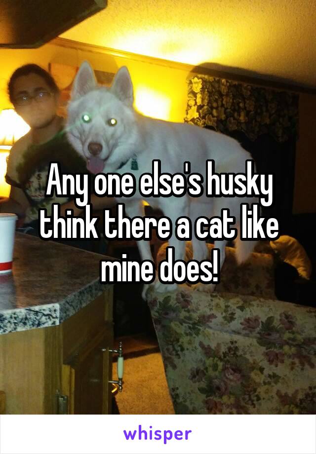 Any one else's husky think there a cat like mine does!