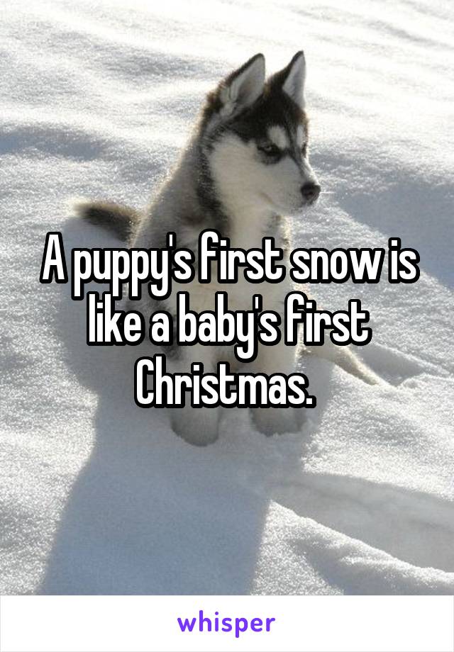 A puppy's first snow is like a baby's first Christmas. 