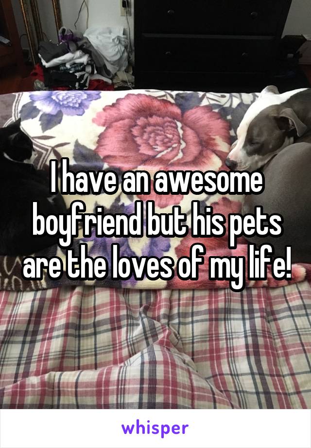 I have an awesome boyfriend but his pets are the loves of my life!