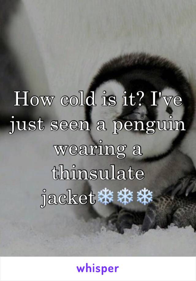 How cold is it? I've just seen a penguin wearing a thinsulate jacket❄️❄️❄️