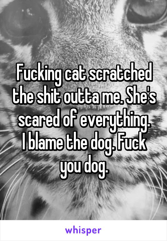 Fucking cat scratched the shit outta me. She's scared of everything.
I blame the dog. Fuck you dog.