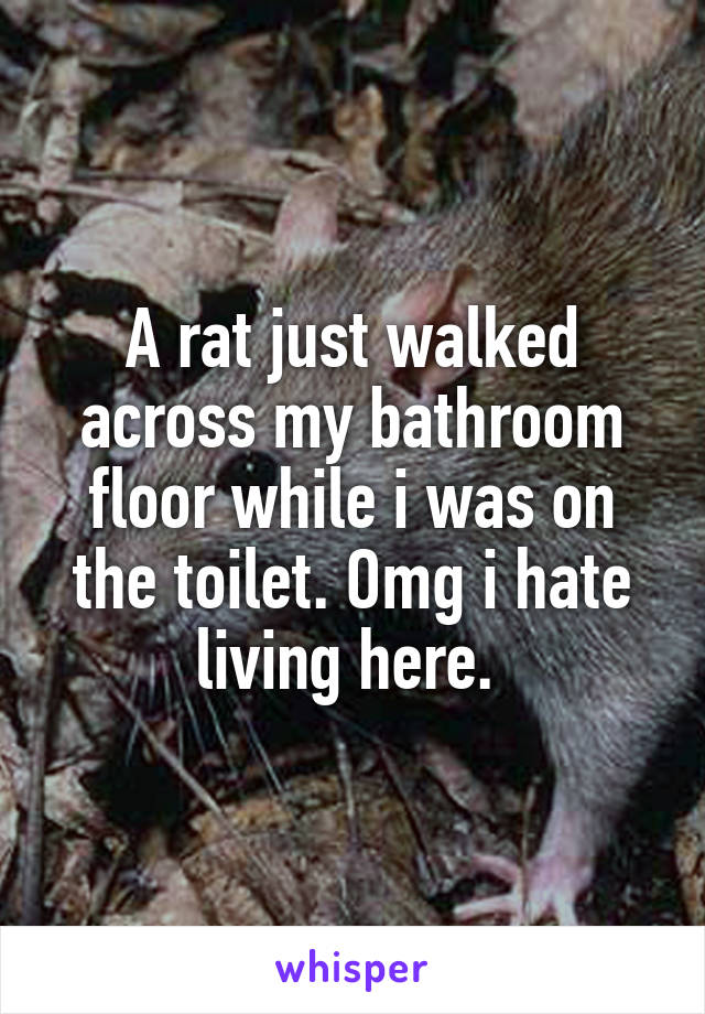 A rat just walked across my bathroom floor while i was on the toilet. Omg i hate living here. 