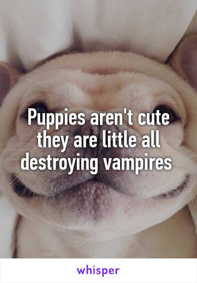 Puppies aren't cute they are little all destroying vampires 