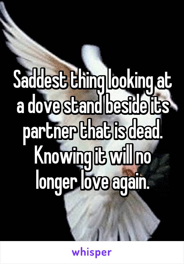 Saddest thing looking at a dove stand beside its partner that is dead. Knowing it will no longer love again.