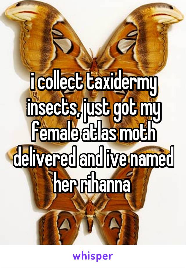 i collect taxidermy insects, just got my female atlas moth delivered and ive named her rihanna 