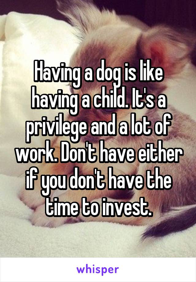 Having a dog is like having a child. It's a privilege and a lot of work. Don't have either if you don't have the time to invest.