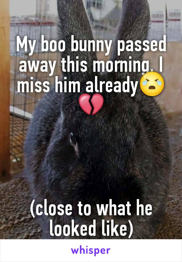 My boo bunny passed away this morning. I miss him already😭💔




(close to what he looked like)