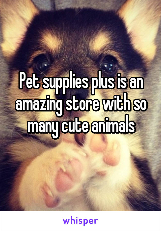 Pet supplies plus is an amazing store with so many cute animals
