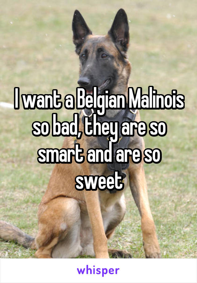 I want a Belgian Malinois so bad, they are so smart and are so sweet