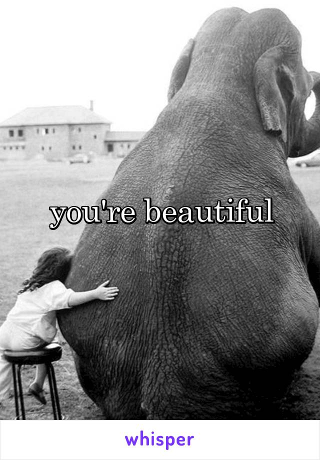 you're beautiful
 
