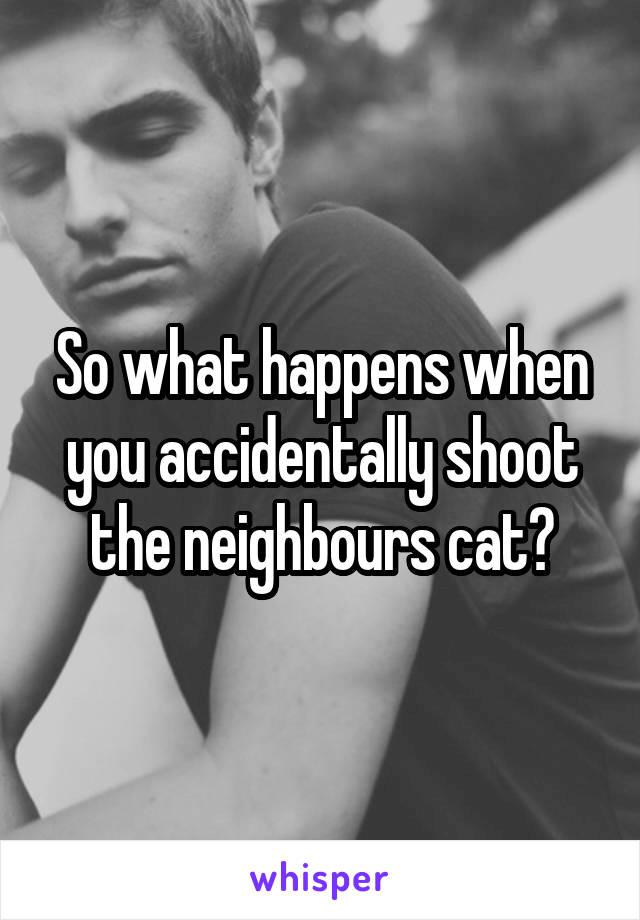 So what happens when you accidentally shoot the neighbours cat?