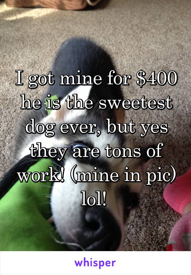 I got mine for $400 he is the sweetest dog ever, but yes they are tons of work! (mine in pic) lol! 