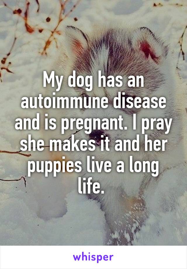 My dog has an autoimmune disease and is pregnant. I pray she makes it and her puppies live a long life. 