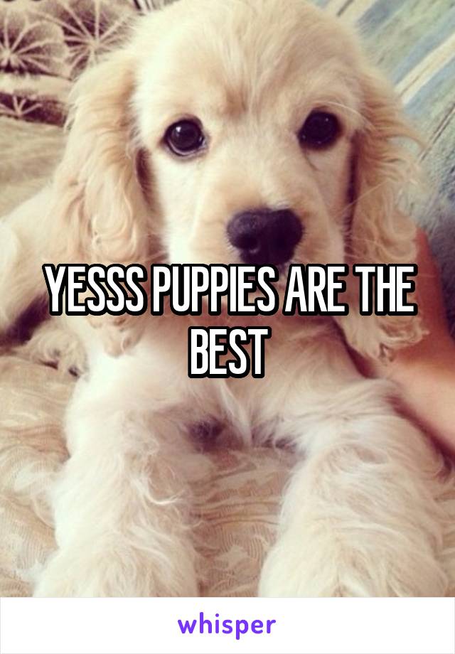 YESSS PUPPIES ARE THE BEST