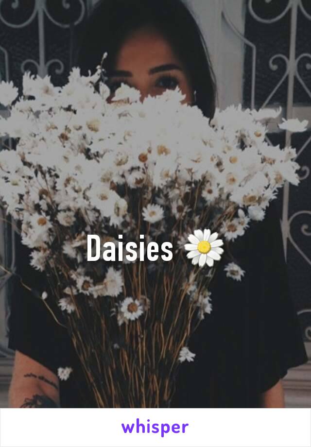 Daisies 🌼