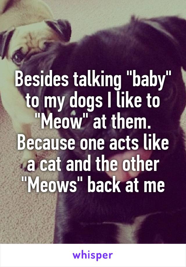 Besides talking "baby" to my dogs I like to "Meow" at them. Because one acts like a cat and the other "Meows" back at me