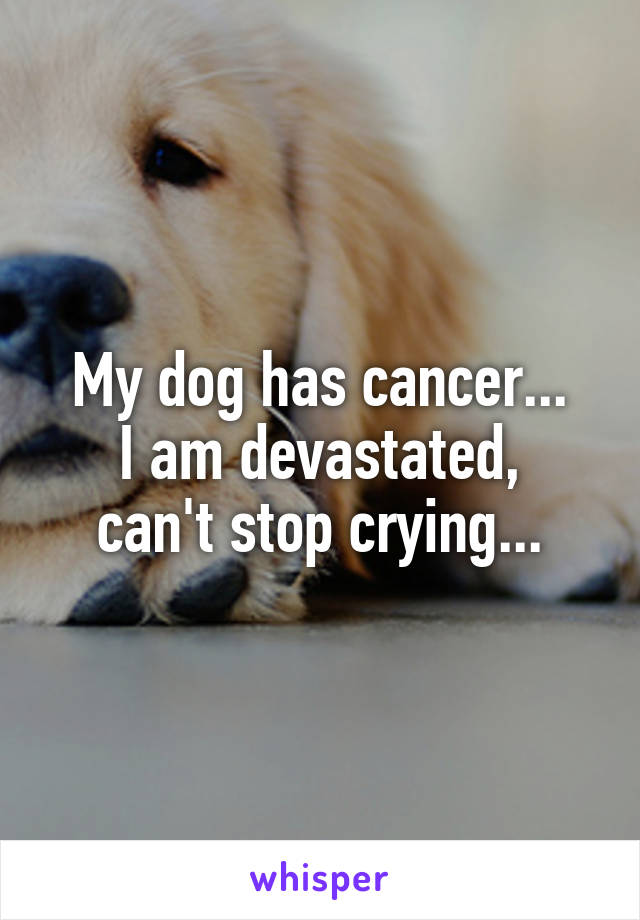 My dog has cancer...
I am devastated, can't stop crying...