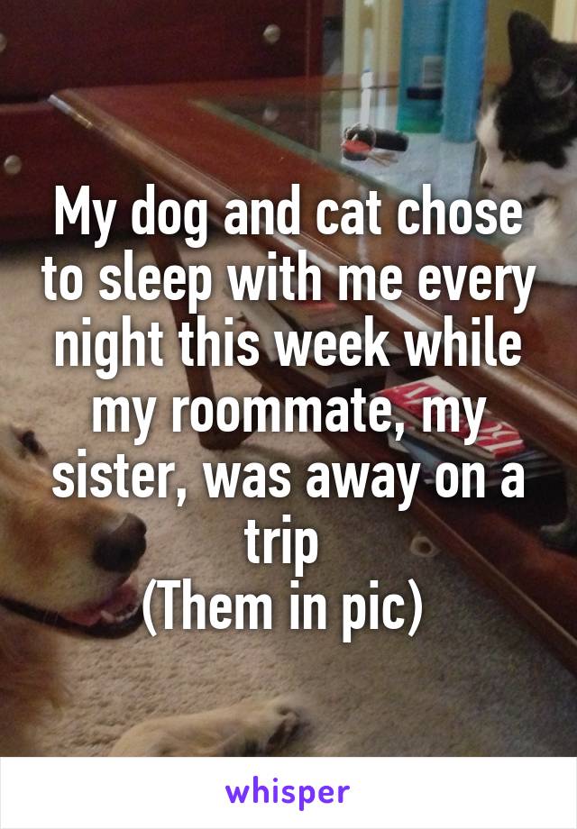 My dog and cat chose to sleep with me every night this week while my roommate, my sister, was away on a trip 
(Them in pic) 