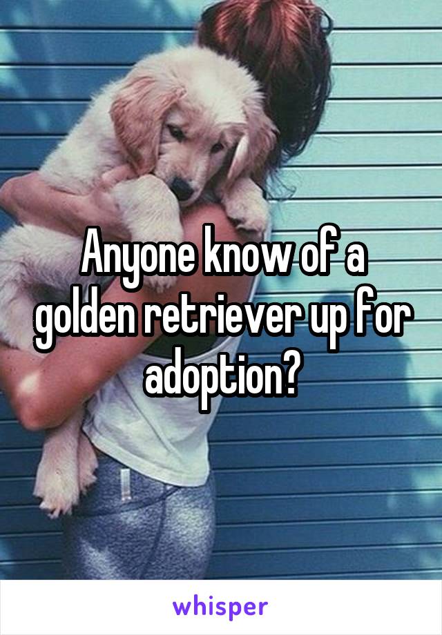 Anyone know of a golden retriever up for adoption?