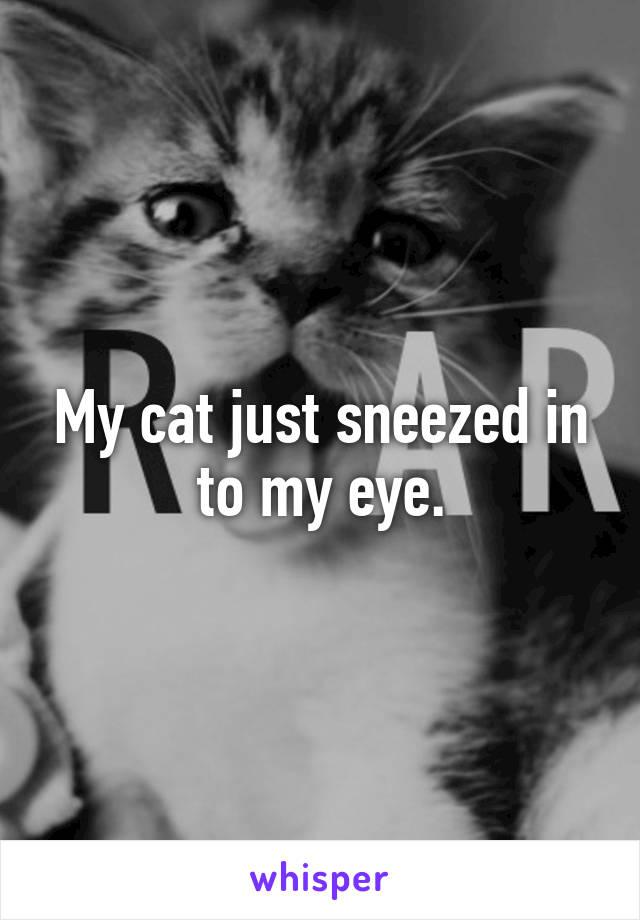 My cat just sneezed in to my eye.