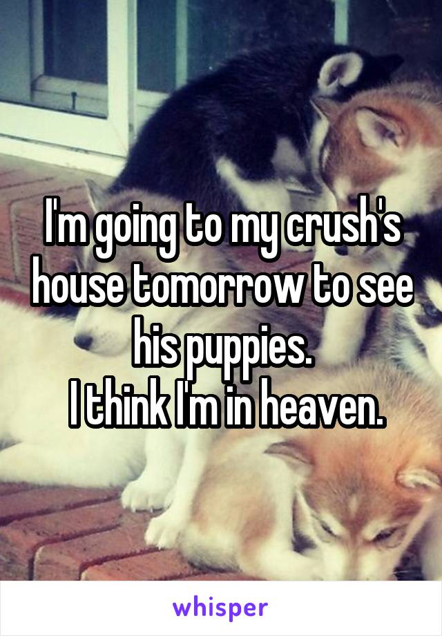 I'm going to my crush's house tomorrow to see his puppies.
 I think I'm in heaven.