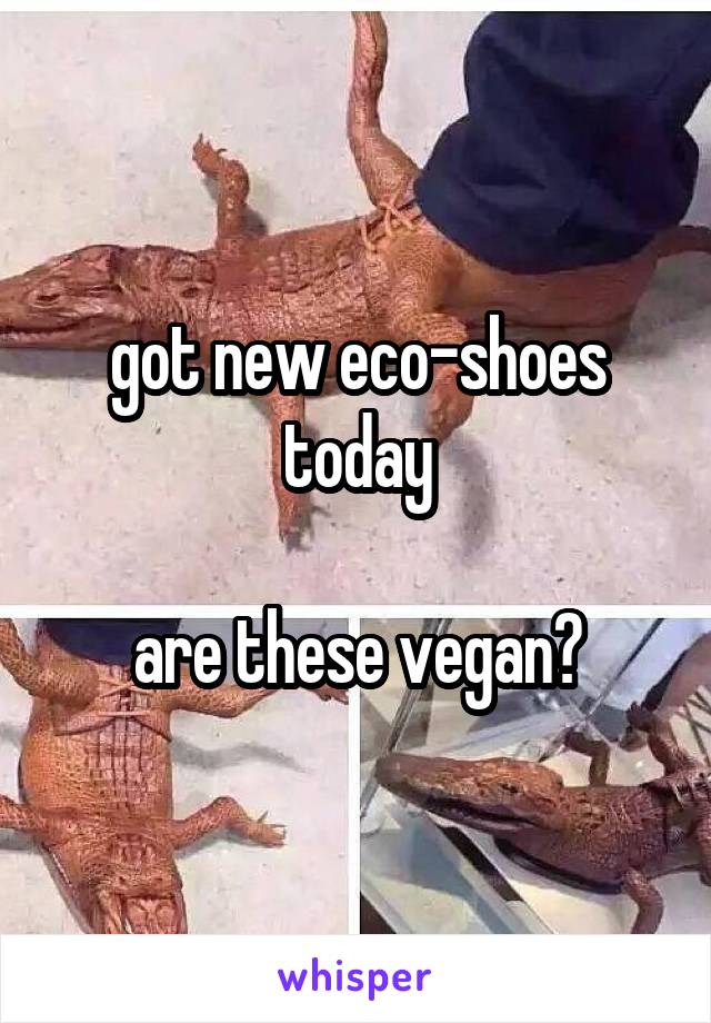 got new eco-shoes today

are these vegan?