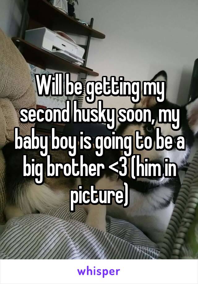 Will be getting my second husky soon, my baby boy is going to be a big brother <3 (him in picture)