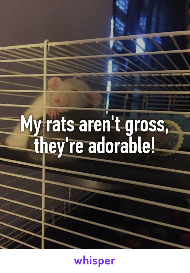 My rats aren't gross, they're adorable!