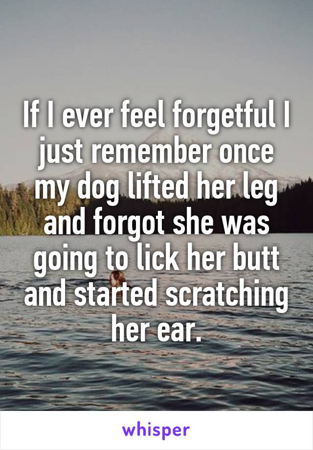 If I ever feel forgetful I just remember once my dog lifted her leg and forgot she was going to lick her butt and started scratching her ear.