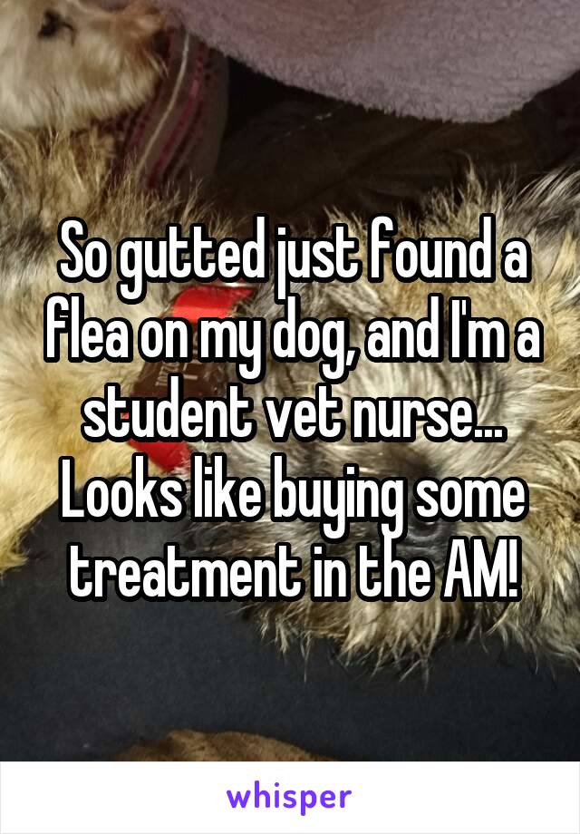 So gutted just found a flea on my dog, and I'm a student vet nurse... Looks like buying some treatment in the AM!