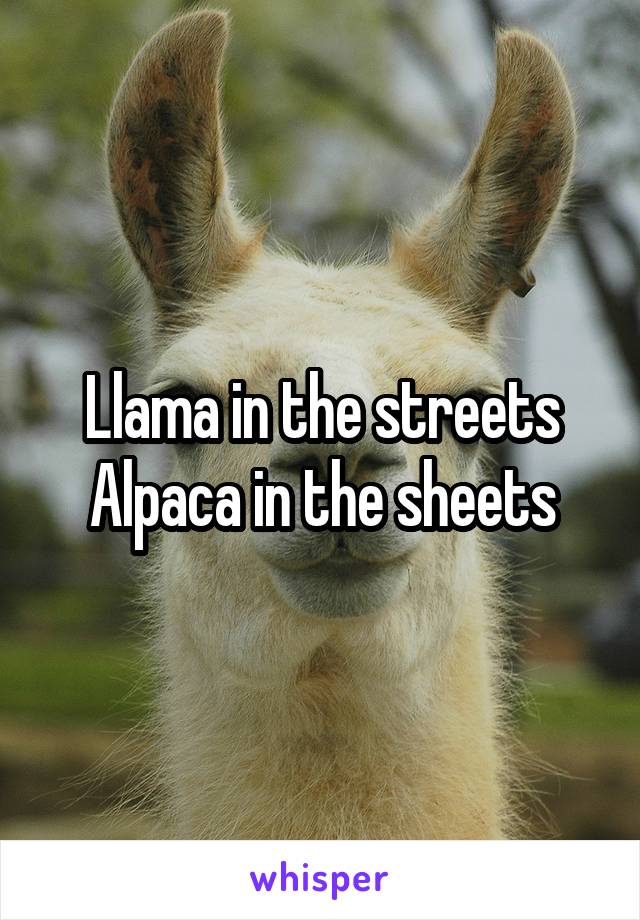 Llama in the streets
Alpaca in the sheets