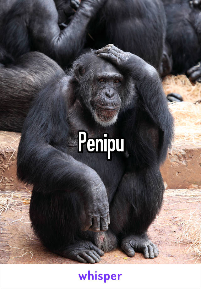 Penipu