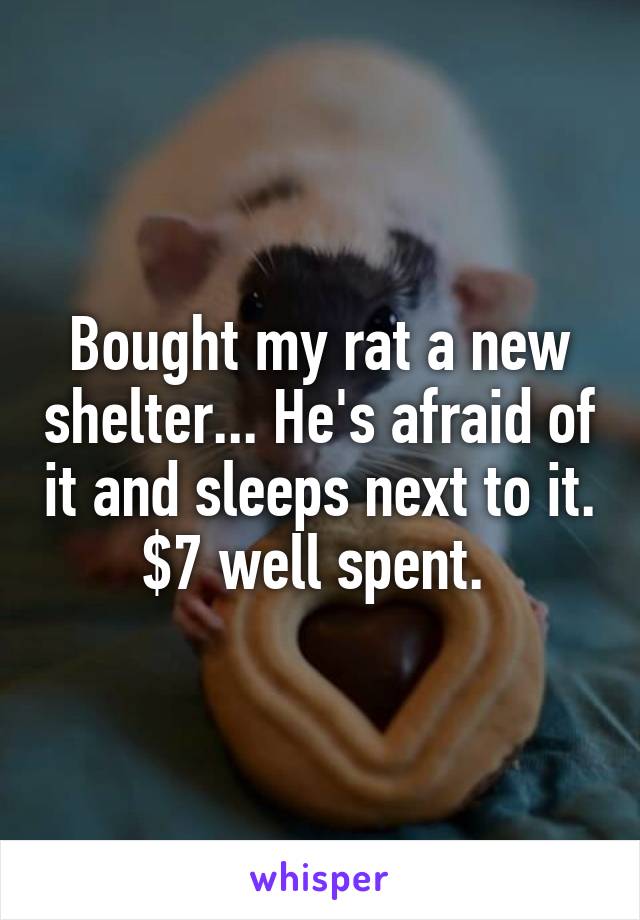 Bought my rat a new shelter... He's afraid of it and sleeps next to it. $7 well spent. 