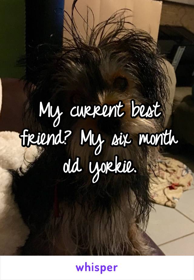 My current best friend? My six month old yorkie.