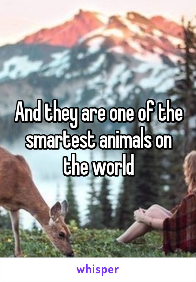 And they are one of the smartest animals on the world