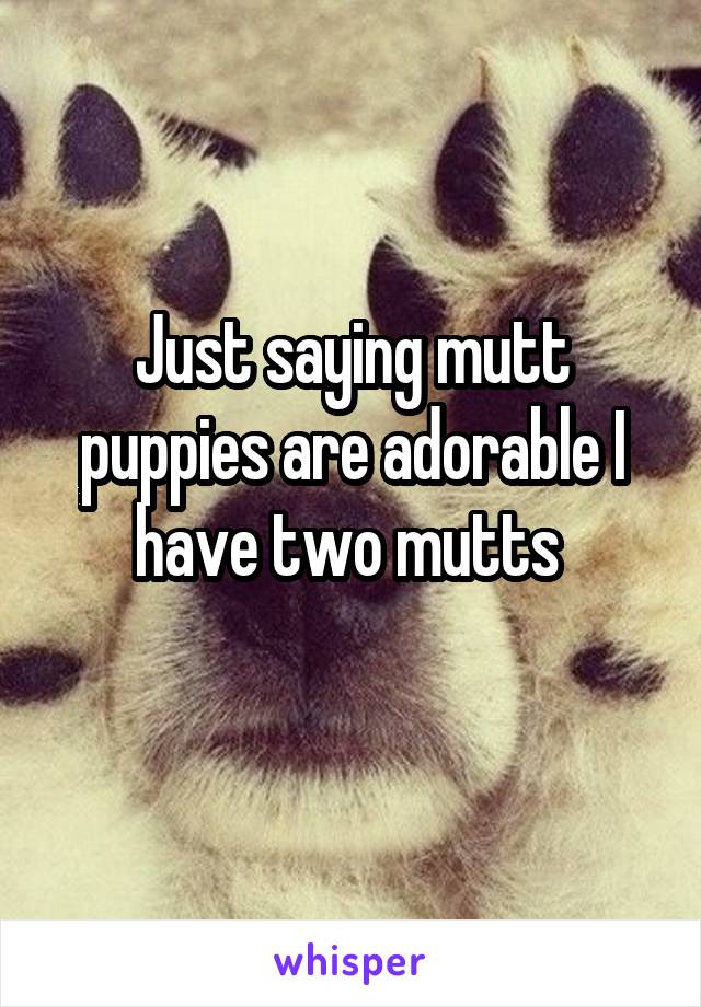 Just saying mutt puppies are adorable I have two mutts 
