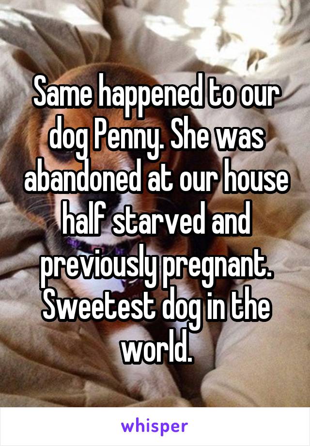 Same happened to our dog Penny. She was abandoned at our house half starved and previously pregnant. Sweetest dog in the world.