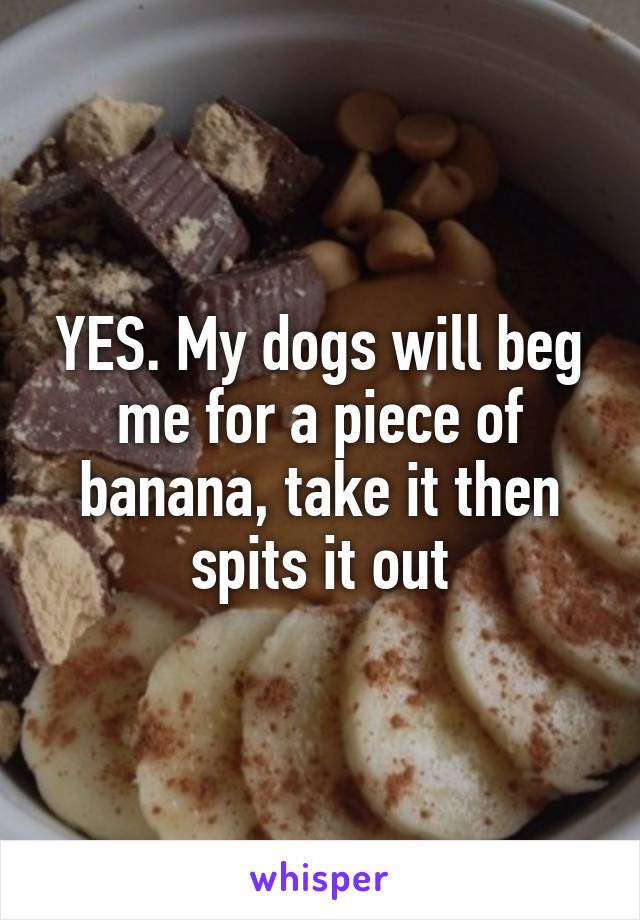 YES. My dogs will beg me for a piece of banana, take it then spits it out