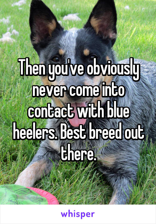 Then you've obviously never come into contact with blue heelers. Best breed out there.