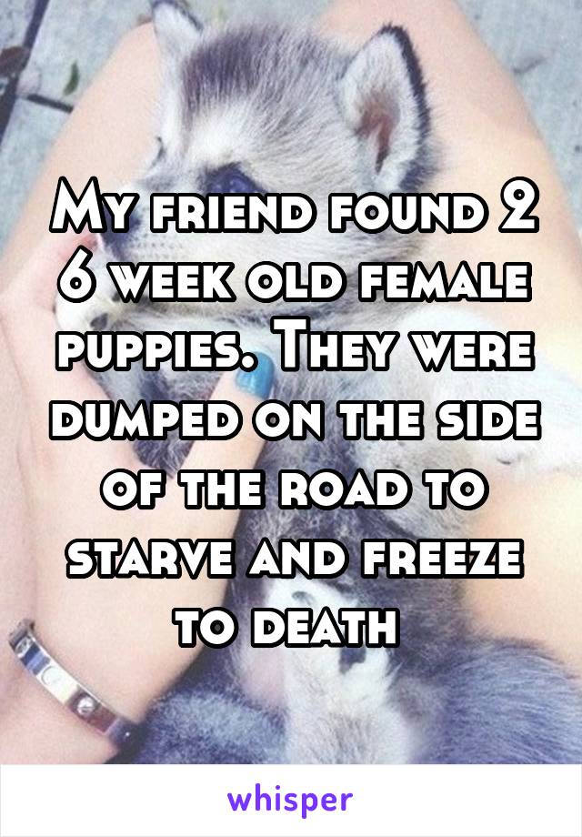 My friend found 2 6 week old female puppies. They were dumped on the side of the road to starve and freeze to death 