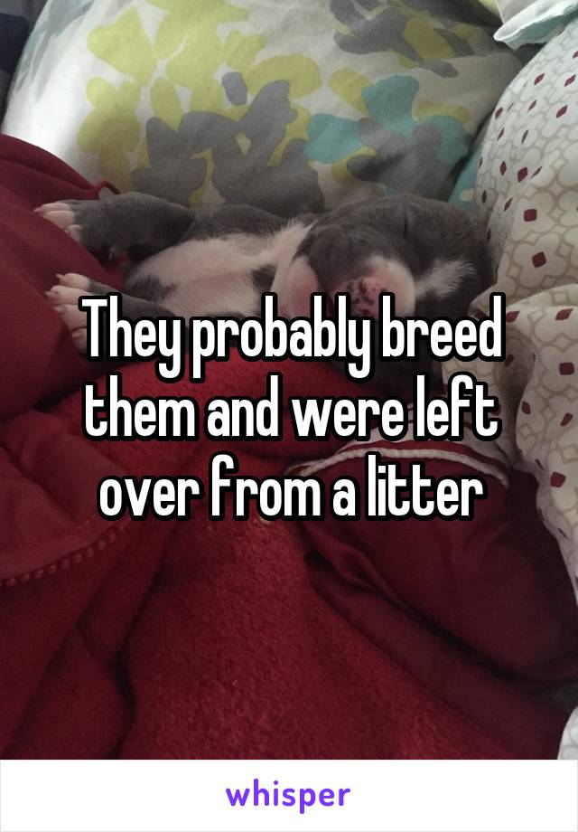 They probably breed them and were left over from a litter