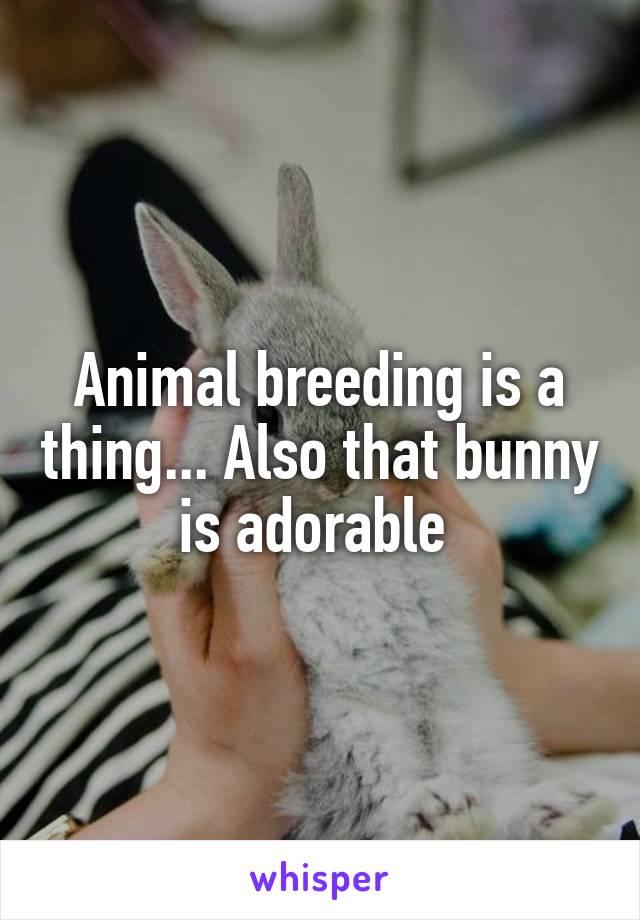 Animal breeding is a thing... Also that bunny is adorable 