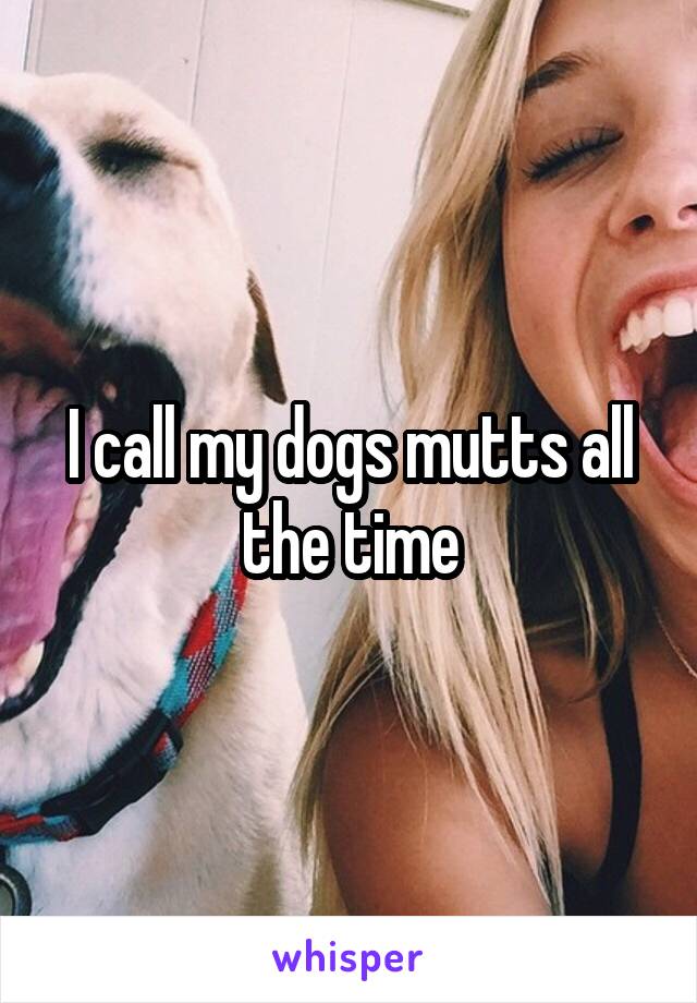 I call my dogs mutts all the time