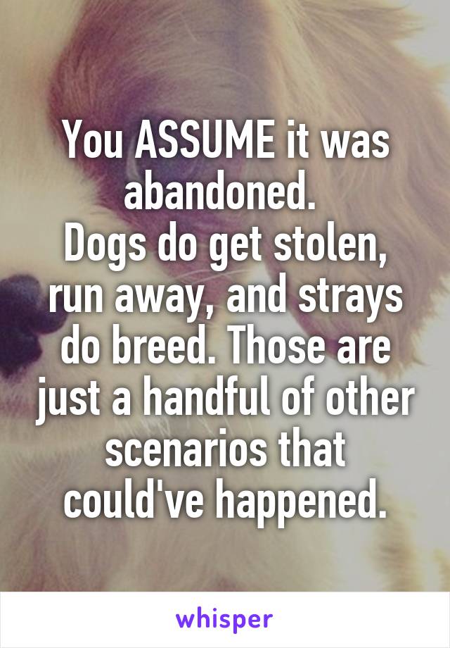 You ASSUME it was abandoned. 
Dogs do get stolen, run away, and strays do breed. Those are just a handful of other scenarios that could've happened.