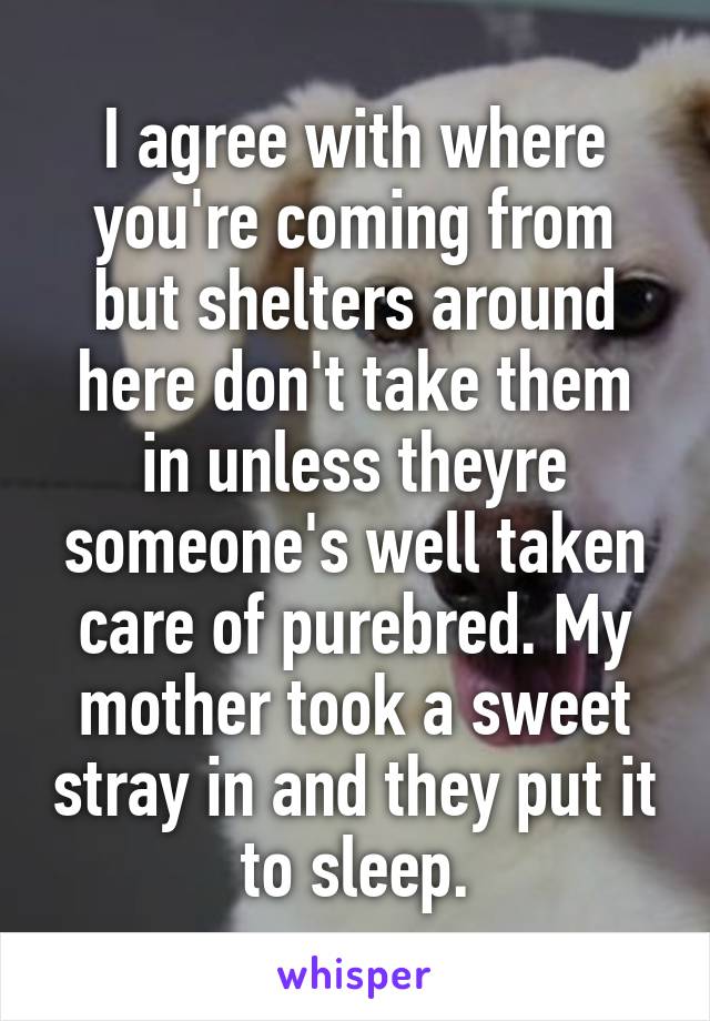 I agree with where you're coming from but shelters around here don't take them in unless theyre someone's well taken care of purebred. My mother took a sweet stray in and they put it to sleep.