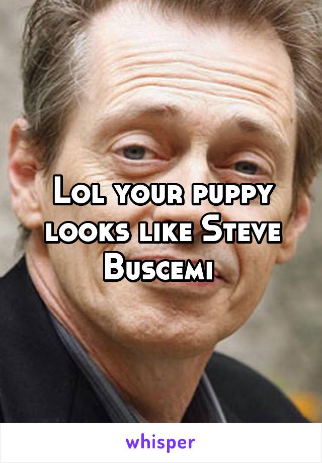 Lol your puppy looks like Steve Buscemi 