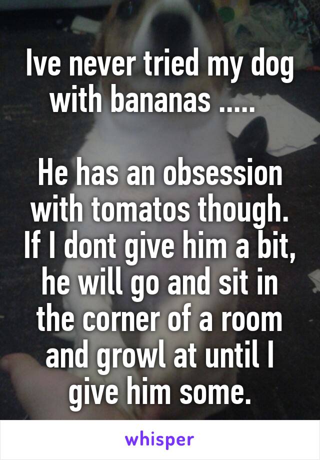 Ive never tried my dog with bananas .....  

He has an obsession with tomatos though. If I dont give him a bit, he will go and sit in the corner of a room and growl at until I give him some.