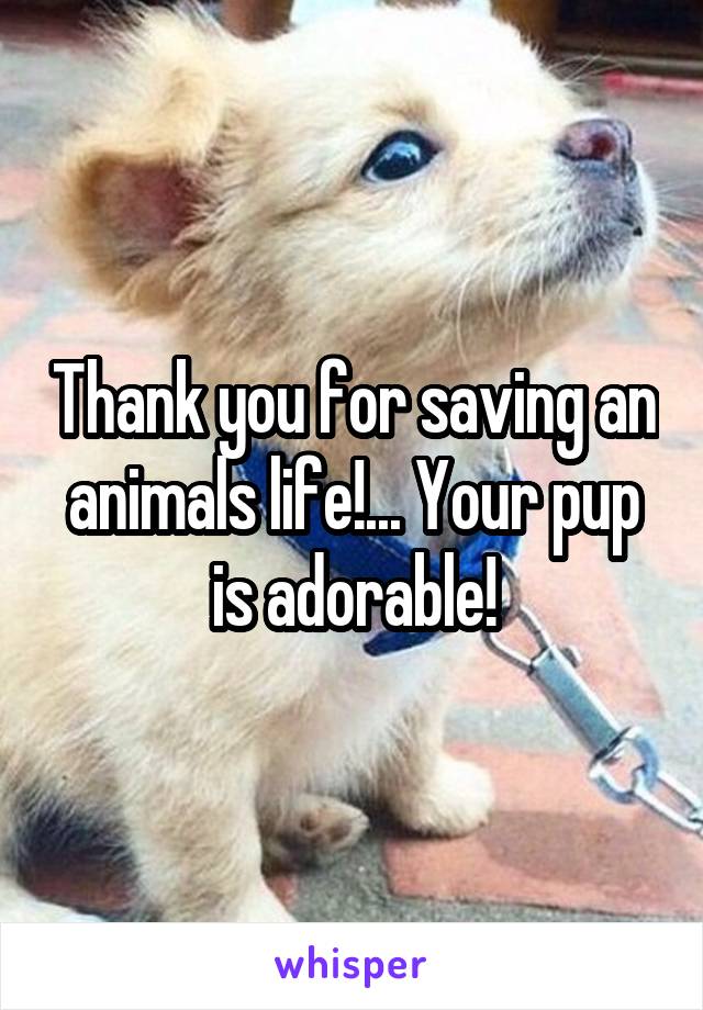 Thank you for saving an animals life!... Your pup is adorable!