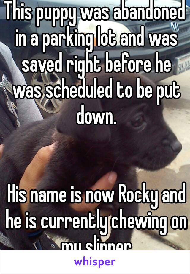 This puppy was abandoned in a parking lot and was saved right before he was scheduled to be put down.


 His name is now Rocky and he is currently chewing on my slipper